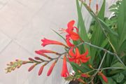 Large Lucifer Plant