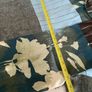 Blouse Image 5