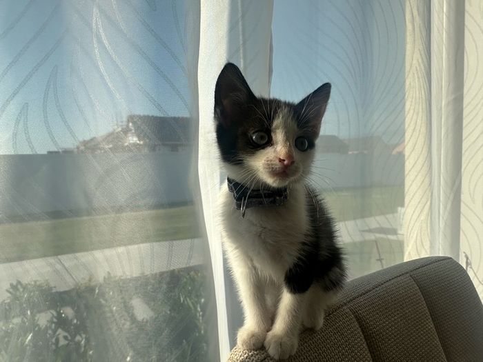 Adoption
