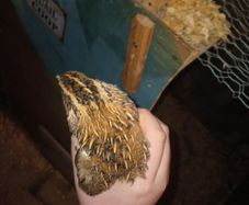 male quail