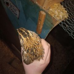 male quail