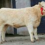 Carrick-on-Shannon Autumn Mixed Breed Show & Sale Image 3