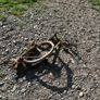 Antique Bike Image 2