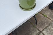 Vibrant green plant  pot