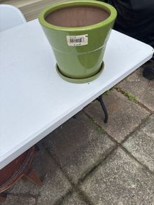 Vibrant green plant  pot