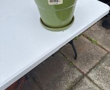 Vibrant green plant  pot