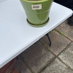 Vibrant green plant  pot
