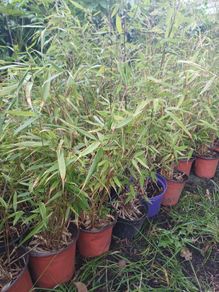 Fargesia bamboo non invasive 1L pots