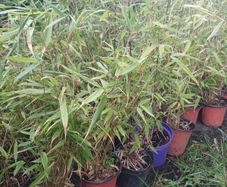 Fargesia bamboo non invasive 1L pots