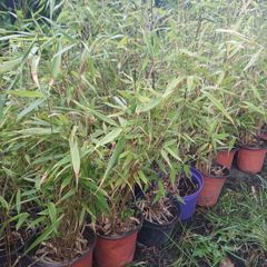 Fargesia bamboo non invasive 1L pots