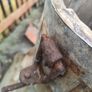 Butter churn Image 7