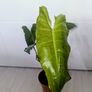 Philodendron Burley marxii Plant Image 5