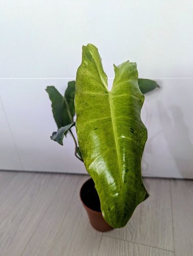 Philodendron Burley marxii Plant