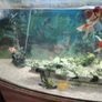 Fish tank Image 10