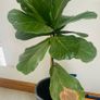 House Plants For Sale Image 7