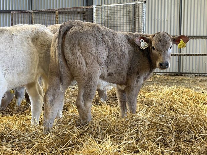 Strong Charolais Heifers