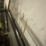 Stick insects for adoption Image 5
