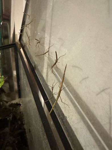 Stick insects for adoption