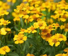 (T) Mexican Tarragon seeds 0.1g (210589)