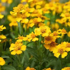 (T) Mexican Tarragon seeds 0.1g (210589)