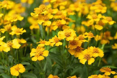 (T) Mexican Tarragon seeds 0.1g (210589)