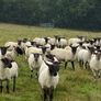 Good Quality Organic Hogget Sheep Image 4