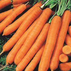 (C) Carrot Cidera seeds 3g (124169)