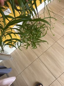 plants