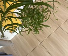 plants