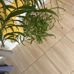 plants
