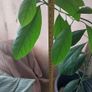 Large Healthy Avocado Plant 140cm Tall - Indoor Plant with Pot - Waterford Image 2