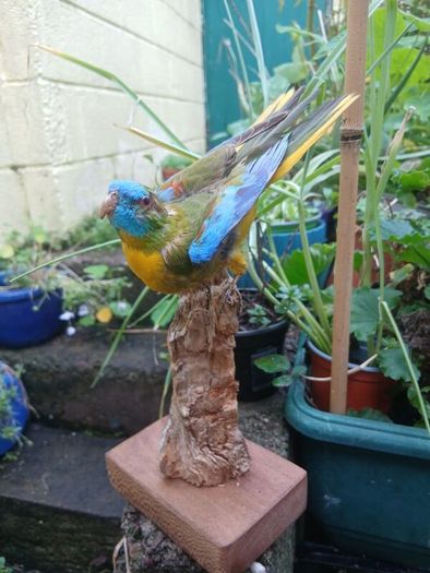 taxidermy