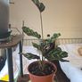 plants Image 6