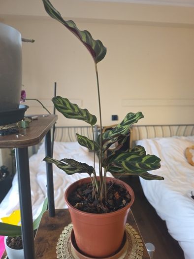 plants