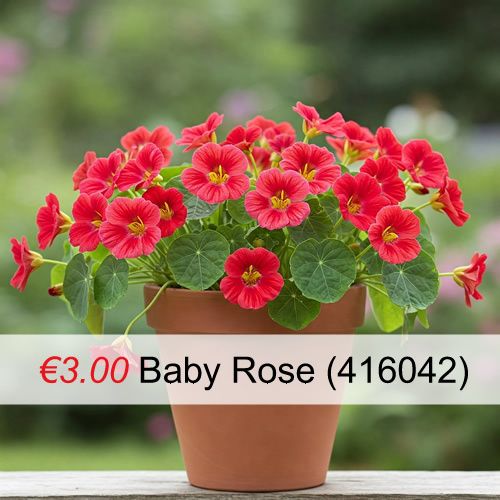 Variety of Nasturtium seeds from 1euro