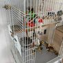 Large Bird Cage Image 2