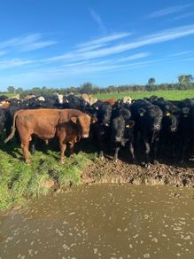 Beef cattle