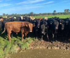 Beef cattle