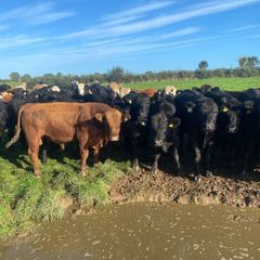 Beef cattle