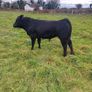 9 Aberdeen angus weanling bulls Image 7