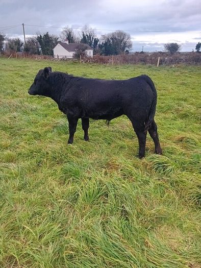 9 Aberdeen angus weanling bulls