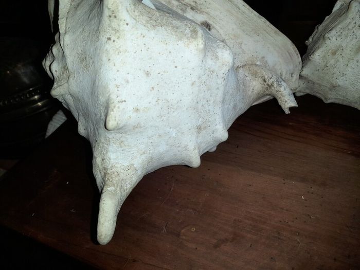Pair Of Vintage Conch Shells
