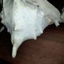 Pair Of Vintage Conch Shells Image 9
