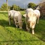 Pedigree charolais Image 4
