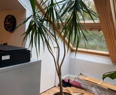 Dracena plant
