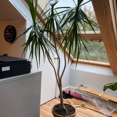 Dracena plant