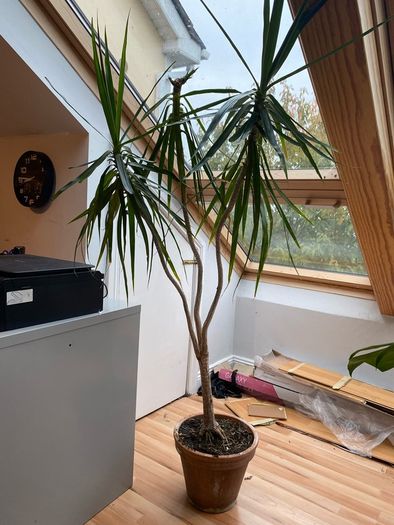 Dracena plant