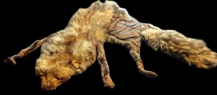 Vintage Taxidermy Stole  A. Rohu & Son Dublin