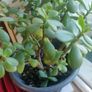 plant Image 2