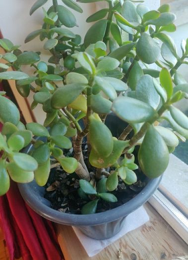 plant